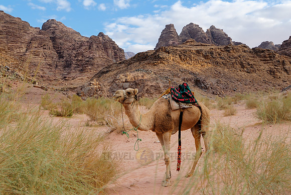 Camel in Wadi Rum