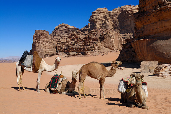 four camels in Wadi Rum