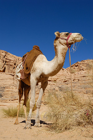 Camel in Wadi Rum
