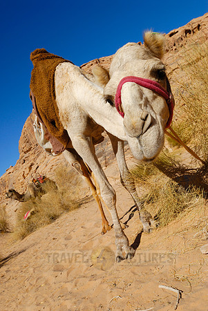 Camel in Wadi Rum