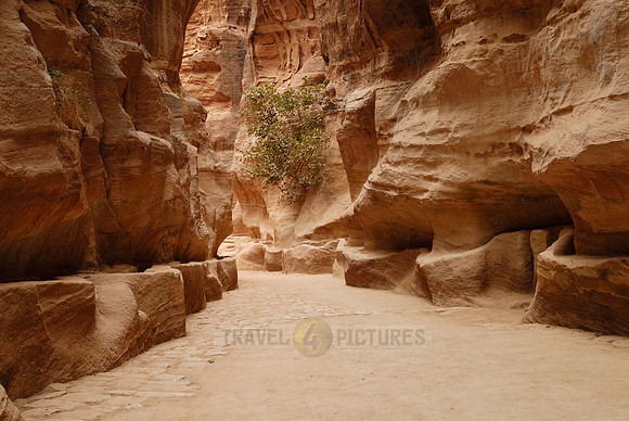 As-Siq or canyon in Nabataean ancient town Petra, Jordan