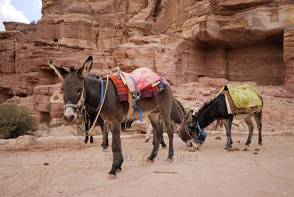 donkeys in Nabataean ancient town Petra, Jordan