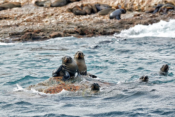 Colony of brown fur seal