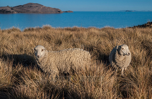 sheep on Lake Titicaca, Isla Suasi