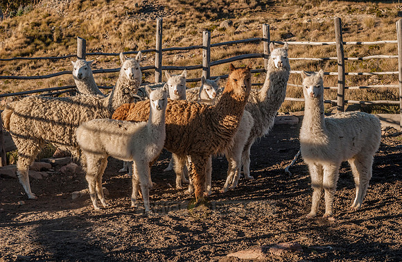 Alpacas, Vicugna pacos, at Lake Titicaca