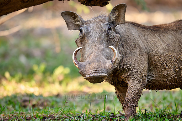 common warthog (Phacochoerus africanus)