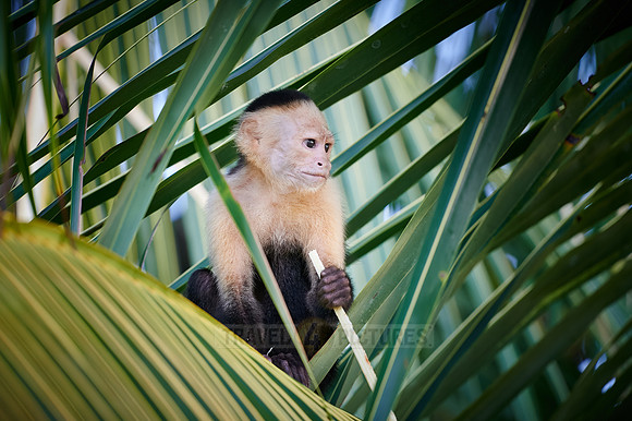 Panamanian white-faced capuchin (Cebus imitator)|