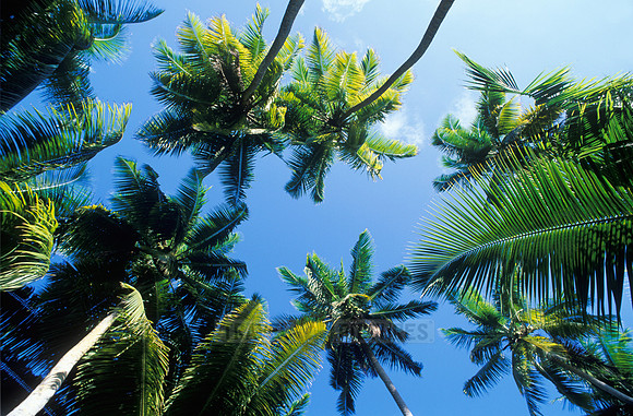 Palms and sky, La Digue