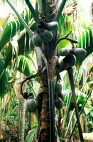 coco de mer (Lodoicea seychellarum)