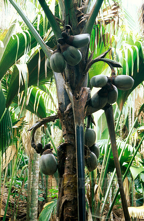 coco de mer (Lodoicea seychellarum)