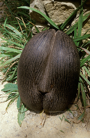 famous coconut coco de mer