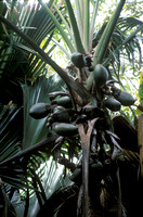 coco de mer (Lodoicea seychellarum)