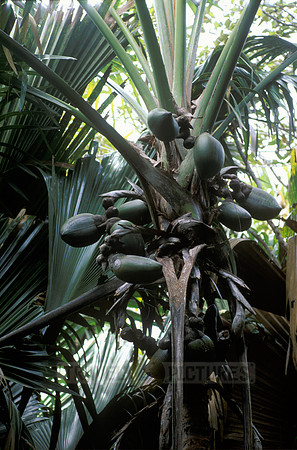 coco de mer (Lodoicea seychellarum)