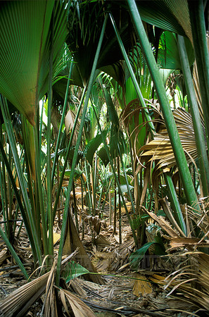 huge primeval leaf of coco de mer