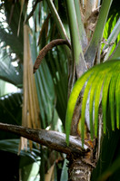 male part of primeval coco de mer