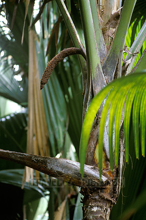 male part of primeval coco de mer