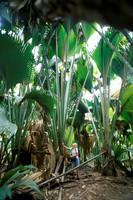 primeval leafs of coco de mer