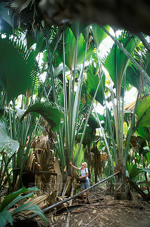 primeval leafs of coco de mer