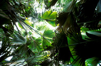 huge primeval leaf of coco de mer