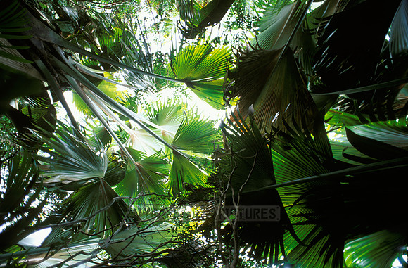 huge primeval leaf of coco de mer
