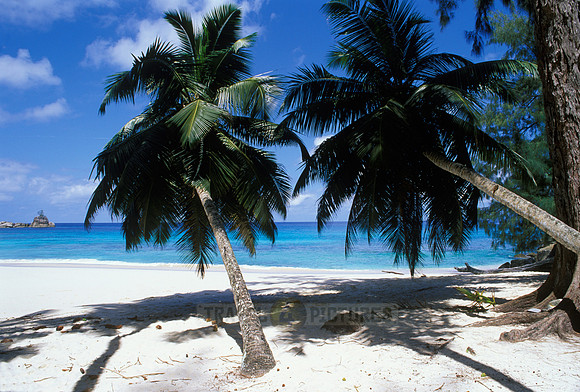 white beach and palms at "Anse Soleil"