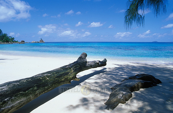 white beach and palms at "Anse Soleil"