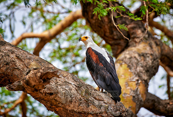 African fish eagle