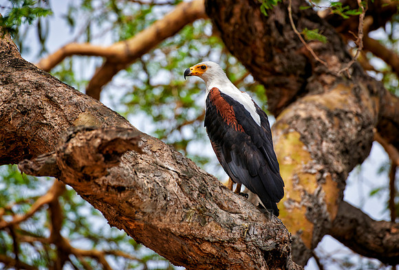 African fish eagle