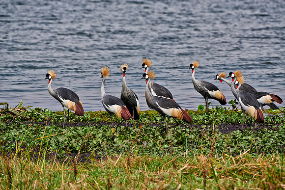 swarm of Black crowned cranes