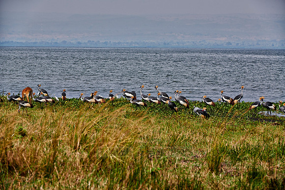 swarm of Black crowned cranes