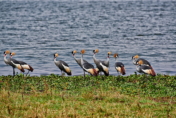 swarm of Black crowned cranes