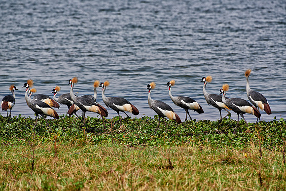 swarm of Black crowned cranes