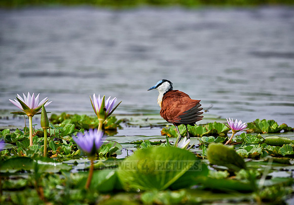 African jacana