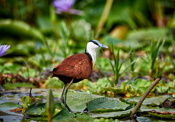 African jacana