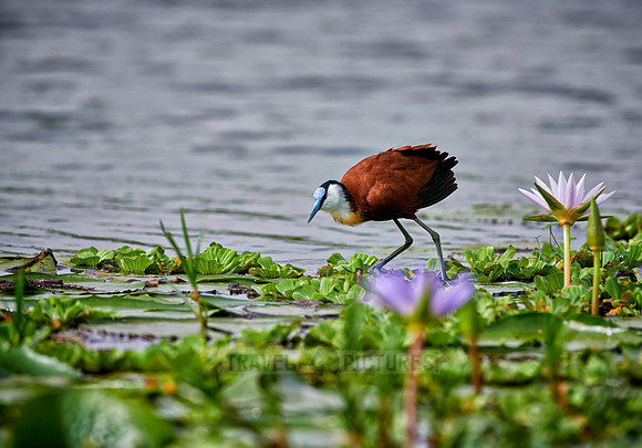 African jacana
