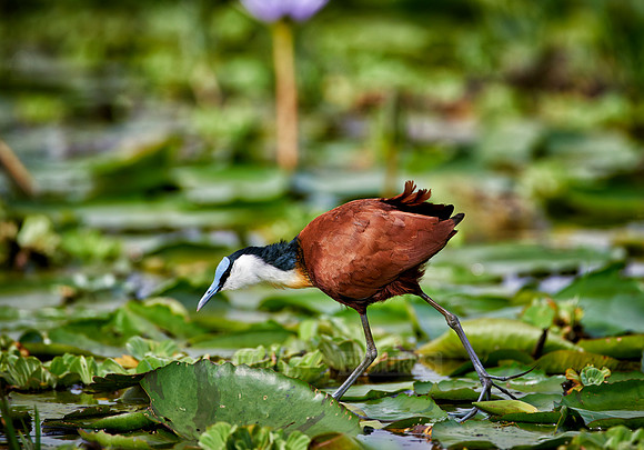 African jacana