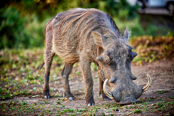 Warthog during sunset