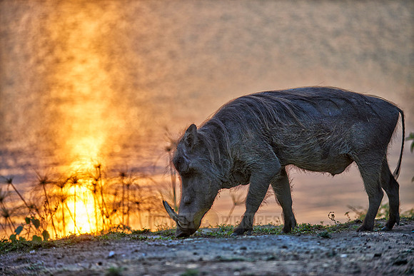 Warthog during sunset