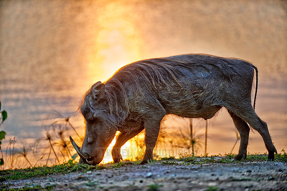 Warthog during sunset