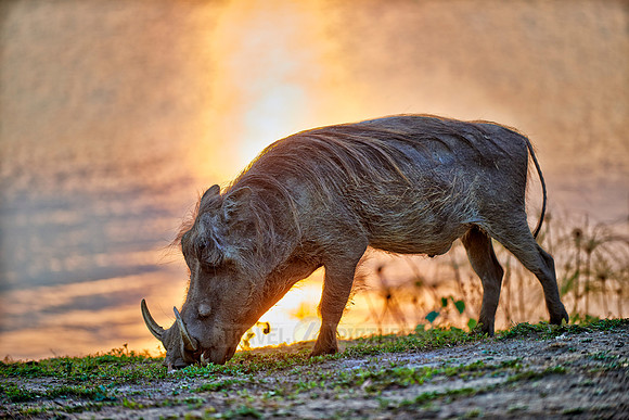 Warthog during sunset
