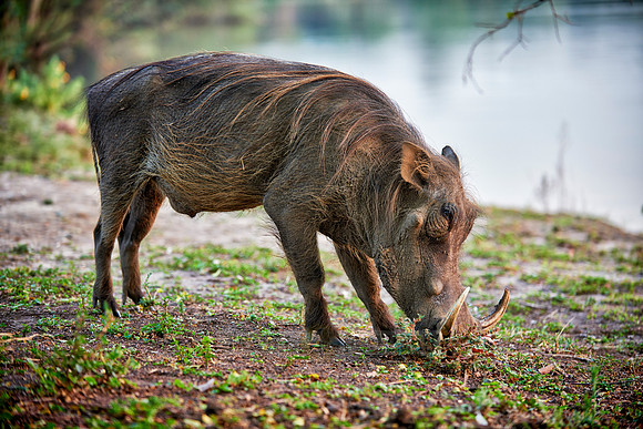 Warthog during sunset