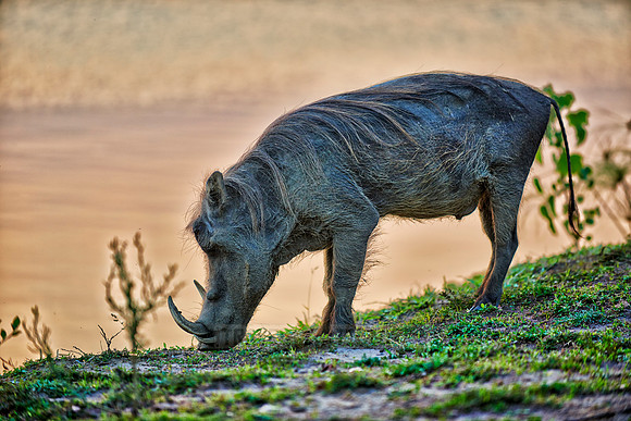 Warthog during sunset