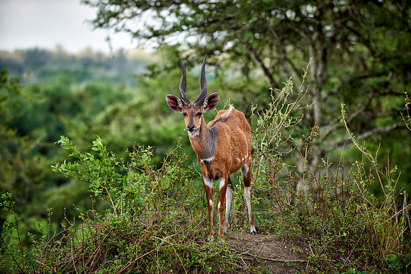 Bushbuck, Tragelaphus scriptus