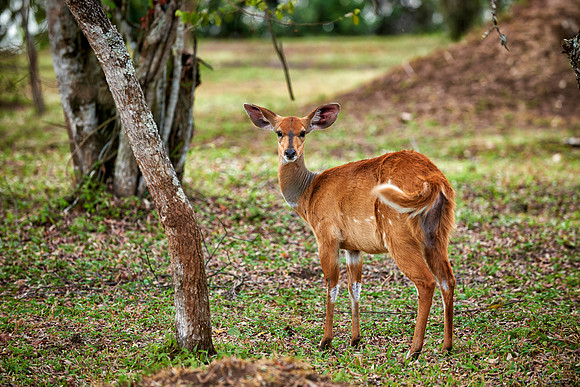 female Bushbuck