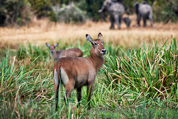 female Waterbuck
