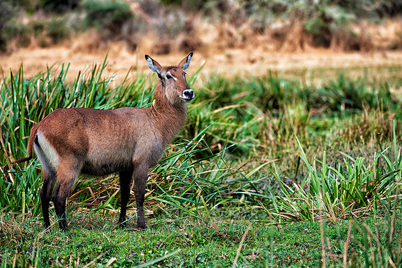 female Waterbuck