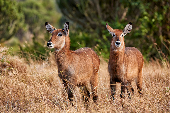 female Waterbuck