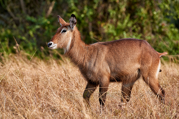 female Waterbuck