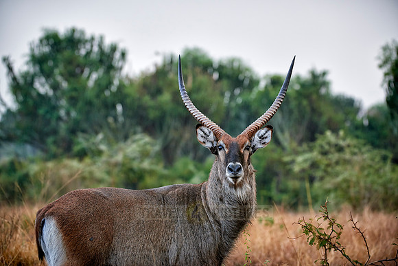 male Waterbuck