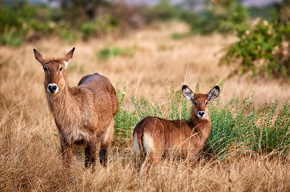 female Waterbuck